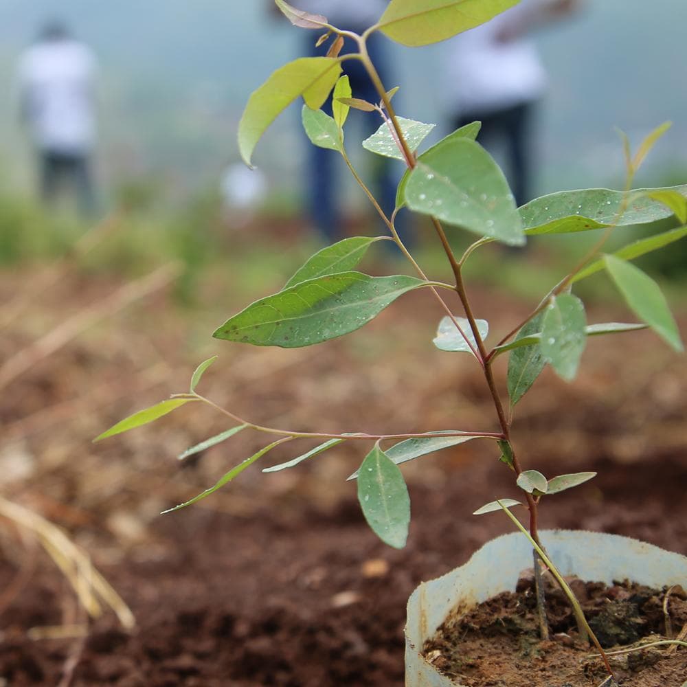 Tree sapling waiting to be planted in Rwanda