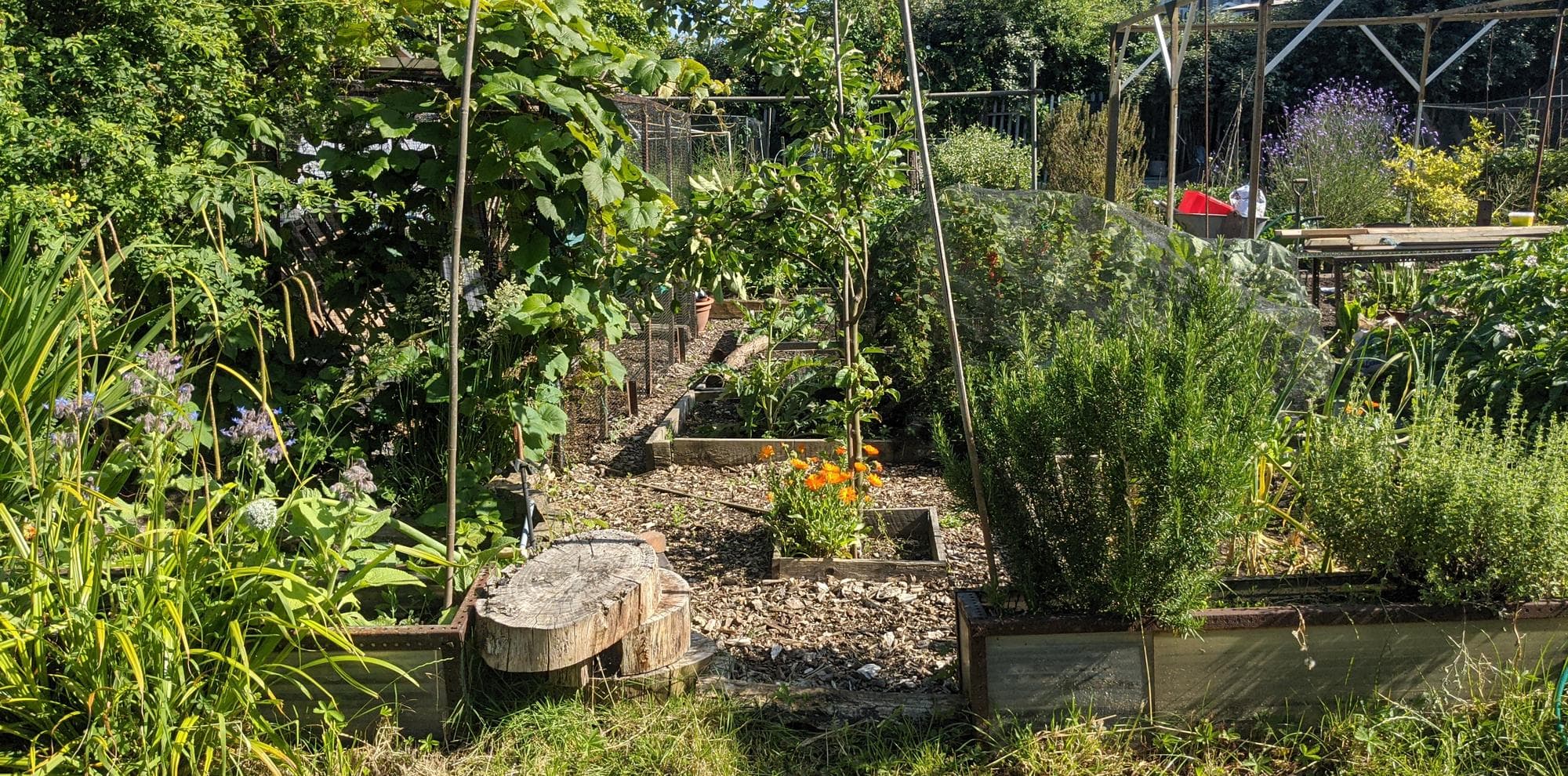 An allotment with plants and flowers.