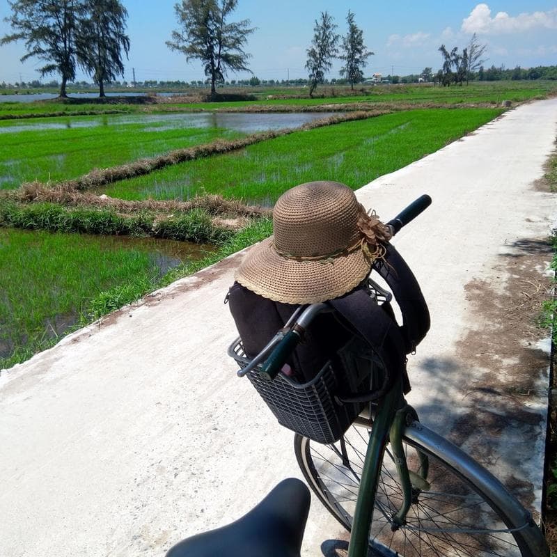 A bicycle with a sun hat in the basket and a rice paddy field in the background.